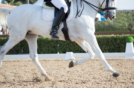 Closeups of a competition of dressage horses in Spainの写真素材