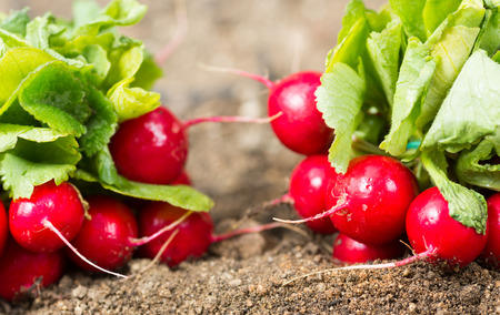 Of freshly picked organic garden radishesの写真素材