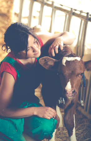 Veterinary on a farm performing a physical examination in a cowの写真素材