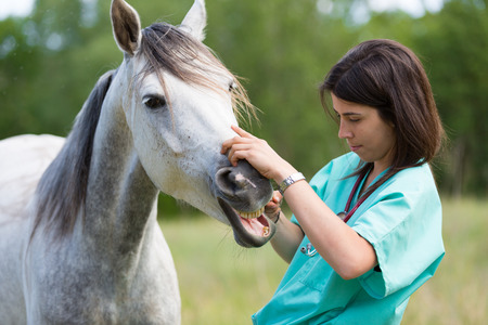 Veterinary great performing a scan to a young mare Veterinary great performing a scan to a young mare
