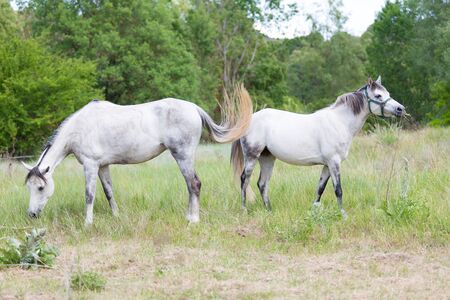 Young Spanish horses grazing in the meadowの写真素材