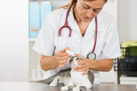 Veterinary placing a few drops of eye drops catの写真素材