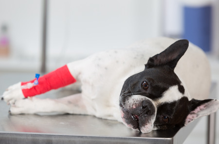 French Bulldog sick on a stretcher in a clinic with commissioning viaの写真素材