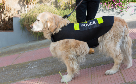 Golden Retriever dog with distinctive policeの写真素材