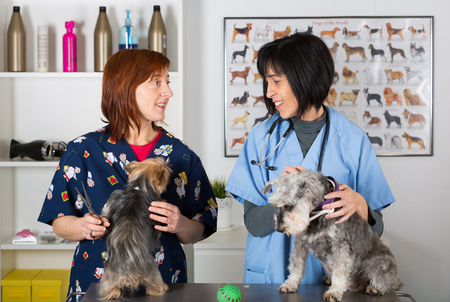 Veterinary conducting a review two schnauzer dogsの写真素材