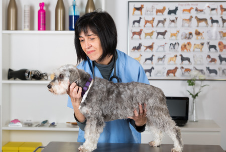 Veterinary performing a dental inspection to a schnauzer min in clinicalの写真素材