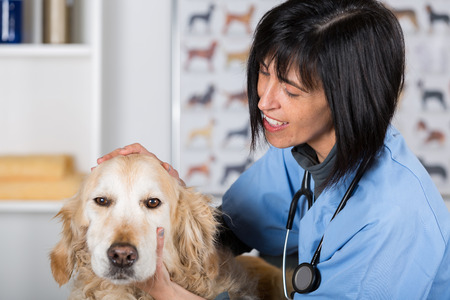Veterinary performing a dental inspection to a Golden Retriever in clinicalの写真素材