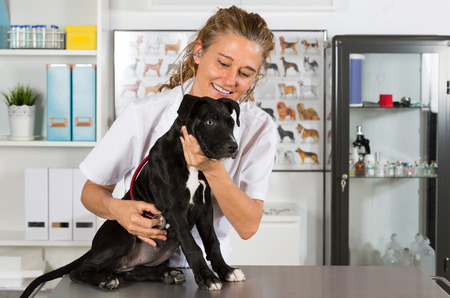 Veterinarian conducting a review with your dog American Staffordshireの写真素材