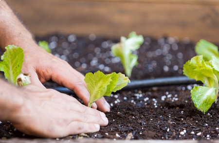 Organic garden with irrigation and small lettuce plantsの写真素材