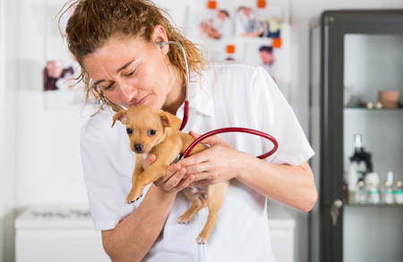Veterinarian with a chihuahua puppy doing an auscultationの写真素材