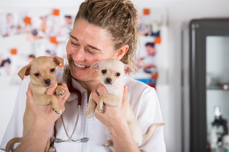 Veterinarian with a Chihuahua puppy undergoing medical checkupの写真素材