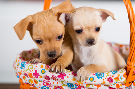 Two chihuahuas puppies in a basket with white backgroundの写真素材
