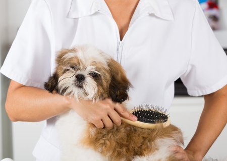 Veterinarian drying your dog Shih Tzu after a bathの写真素材