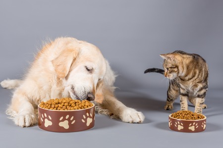 Dog and cat eating dry food in bowlsの写真素材