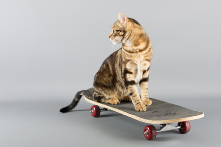 Cat sitting on top of a skateboard looking backの写真素材
