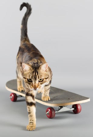 Cat getting off his skateboard and looking at cameraの写真素材