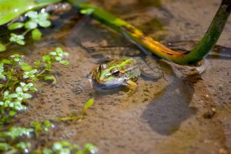 small green frog that hunts for insects in the water
の写真素材