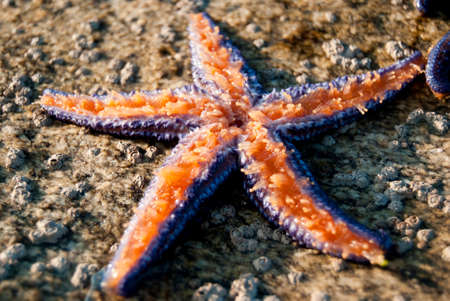 lying on a rock by the sea live a beautiful starfishの写真素材