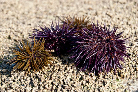 Sea urchins are typically six to twelve centimeters in length and spherical in shape, although flattening can occur along the oral-arboral axisの写真素材