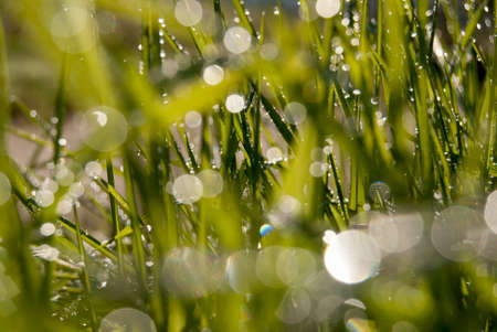 green blades of grass covered with drops of morning dew
の写真素材