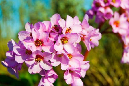 Bergen (Bergenia) or Badan is a perennial herb of the family saxifrageの写真素材