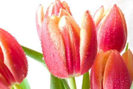 bouquet of tulips with drops of dewの写真素材