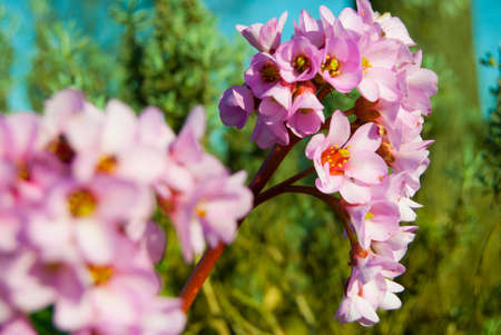 Bergen (Bergenia) or Badan is a perennial herb of the family saxifrageの写真素材