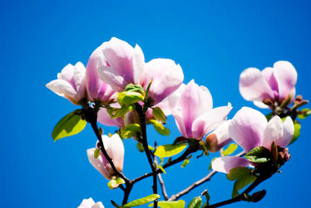 young magnolia bud against the skyの写真素材