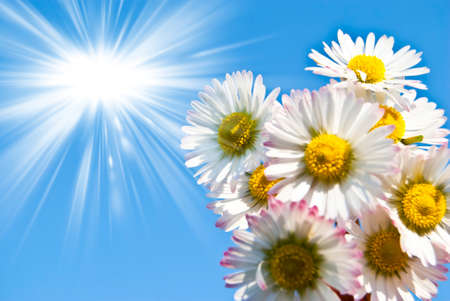 bouquet of daisies on a blue celestial backgroundの写真素材