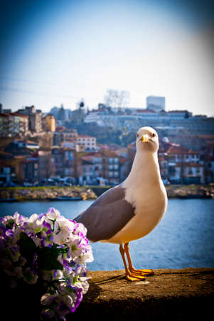 Gull on the city wall near the cafeの写真素材