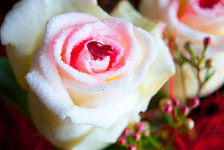 isolated from the white rose bouquetの写真素材