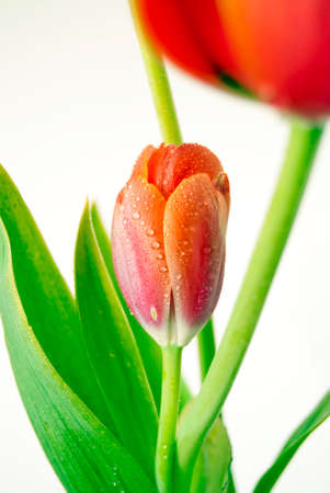 gentle unblown bud red tulip who turn lovely flower
の写真素材