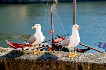 Two seagulls on the parapetの写真素材