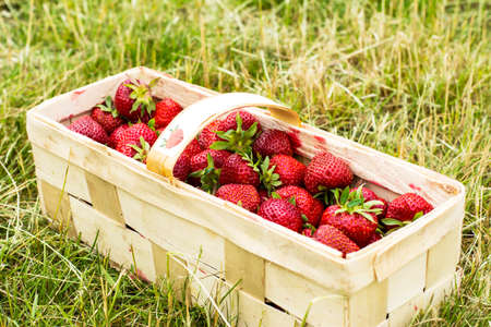 ripe juicy red strawberries in a basket on a background of grass clippingsの写真素材