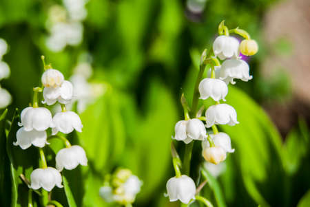 Bula lily of the valley on a blurred background