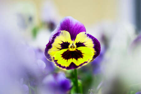 beautiful and delicate flower tricolor violetsの写真素材