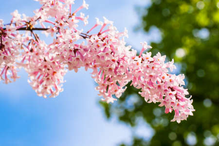 lilac flower on a background of sky and leavesの写真素材