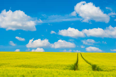 green field and blue sky with cloudsの写真素材