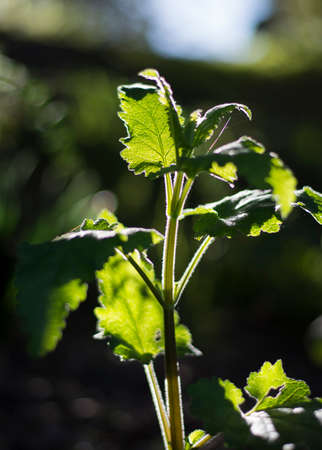 green sprout shot in front of the sun