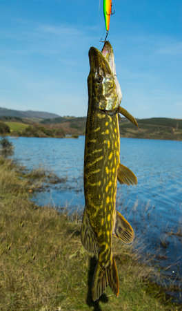 pike predatory and cunning fishの写真素材