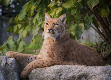 Image of an eurasian lynx sitting on rocks.