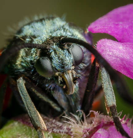 Macrophotography of a Six-spot burnet moth (Zygaena filipendulae).