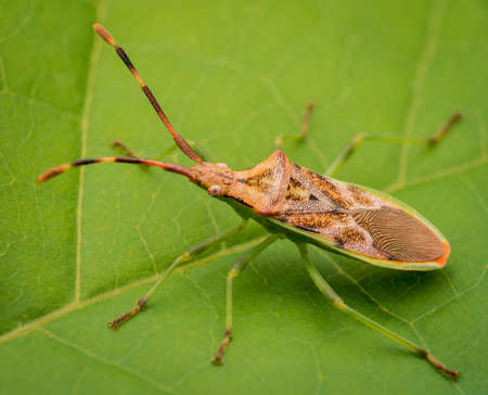 A Box bug (Gonocerus acuteangulatus).