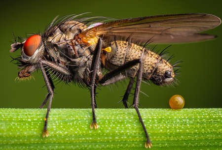 Detailed image of a fly on natural green background.の写真素材