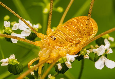 Macrophotography of a Daddy Longlegs Spider with natural green background.