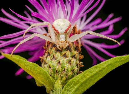 Macrophotography of a Goldenrod Crab Spider (Misumena vatia) on a purple thistle flower.の写真素材