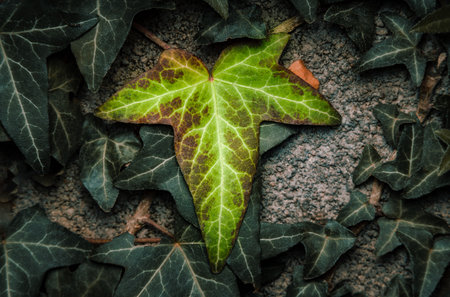 Green ivy leaves on the ground. Natural background. Toned.の写真素材