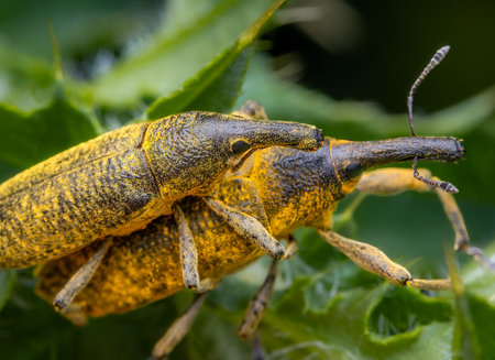 Macrophotography with a pair of Elongated Bean Weevils (Lixus pulverulentus) mating in nature. Extremely close-up and details.の写真素材