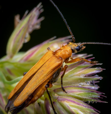 Macrophotography of a False Blister Beetle (Oedemera) on a plant. Close-up image on black background.の写真素材