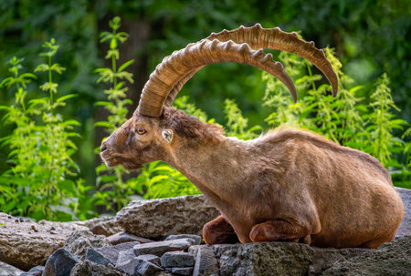 Image of an Alpine Ibex (Capra ibex) in the forest.の写真素材
